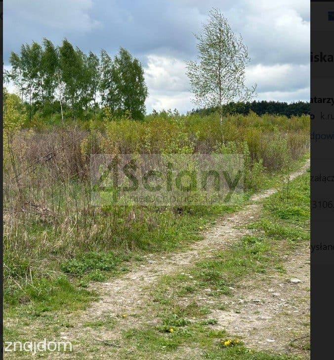 Działka w Starej Wsi - zdjęcie 3