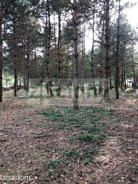 Działka, MIESZKOWO - zdjęcie 3