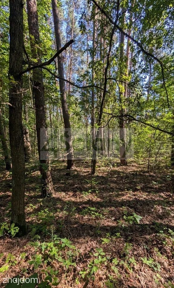 DZIAŁKA BUDOWLANA Z LASEM, piekne miejsce - zdjęcie 3