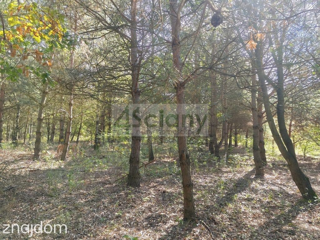 Działka, ZARĘBY - zdjęcie 4