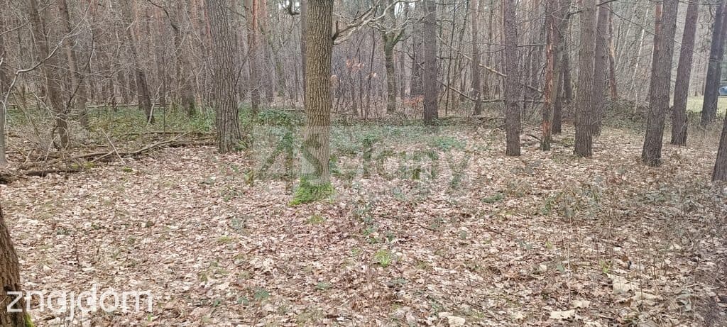 Atrakcyjna działka w Sękocinie Las - zdjęcie 2