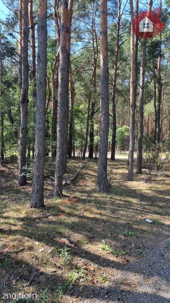 Działka wśród sosen | MPZP | 975 m² | Ostrówek - zdjęcie 2