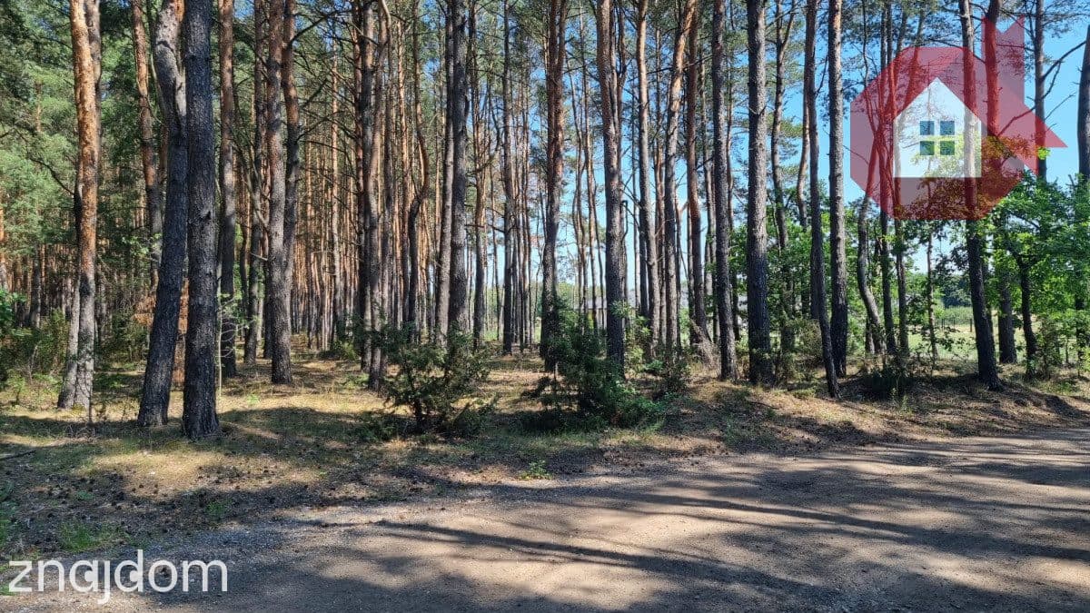 Działka wśród sosen | MPZP | 975 m² | Ostrówek - zdjęcie 8