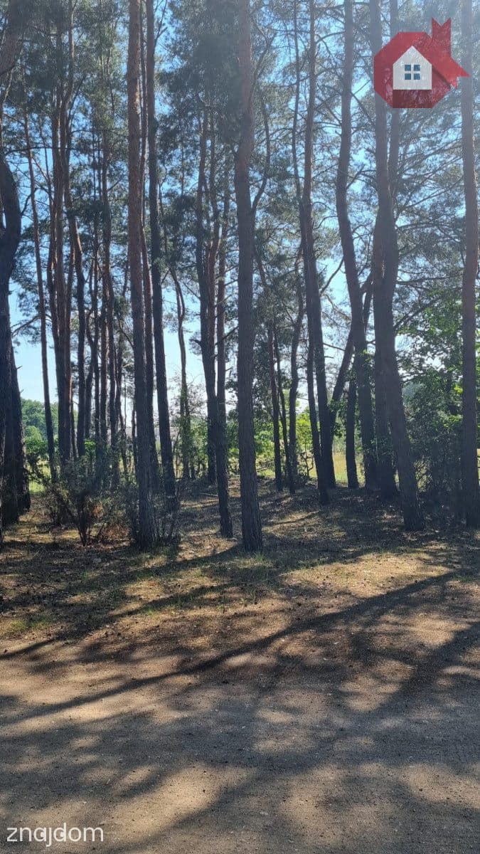 Działka wśród sosen | MPZP | 975 m² | Ostrówek - zdjęcie 10