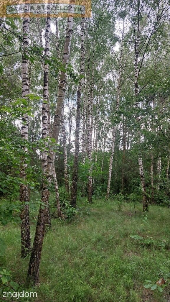 Działka Budowlana 4188 m2 Kalinowo gm. Ostrów Mazowiecka - zdjęcie 5