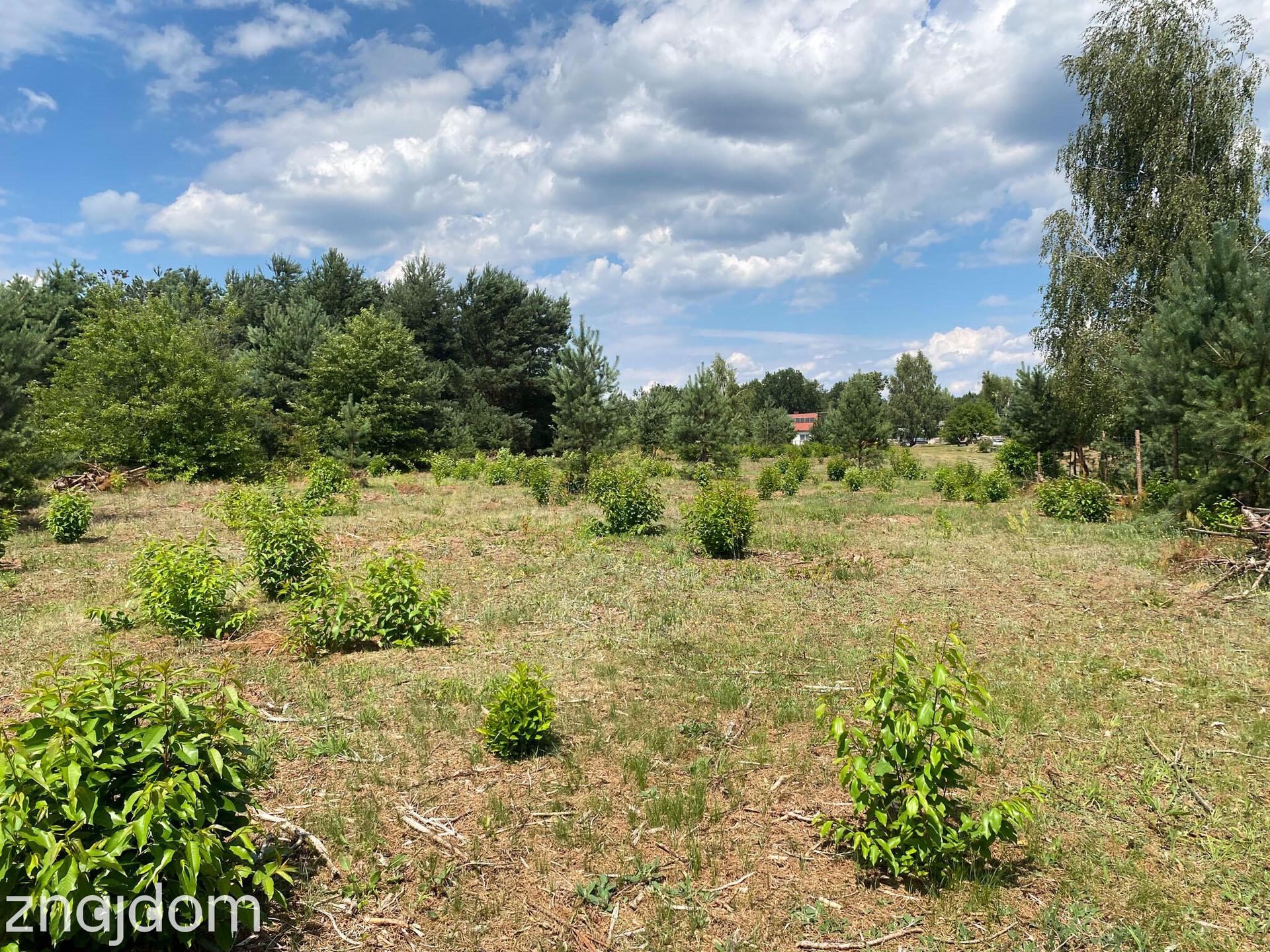 Działki nad jeziorem Lucieńskim , Miałkówek - zdjęcie 9