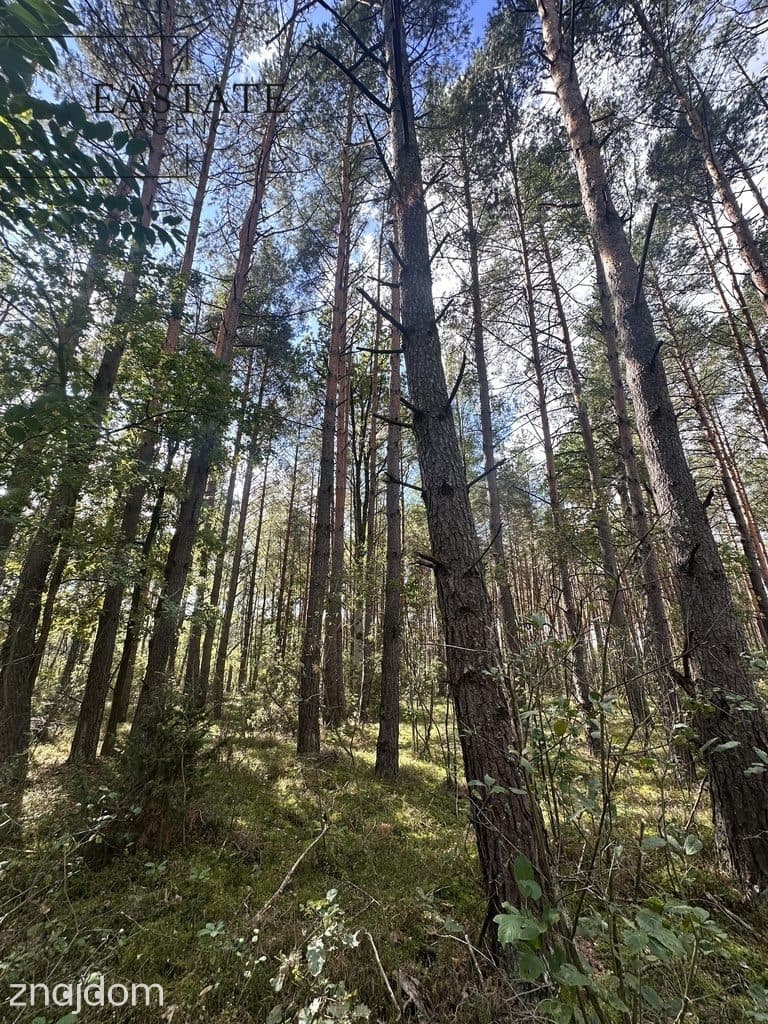Działka całkowicie zalesiona z dostępem do rzeki - zdjęcie 6