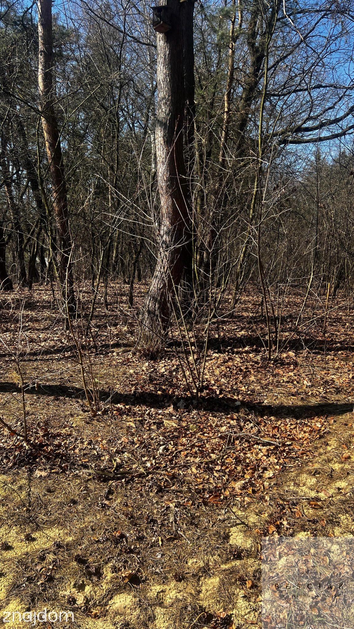 Działka z potencjałem pod bliźniak – 9 arów spokoju blisko stawów | media, warunki zabudowy - zdjęcie 12