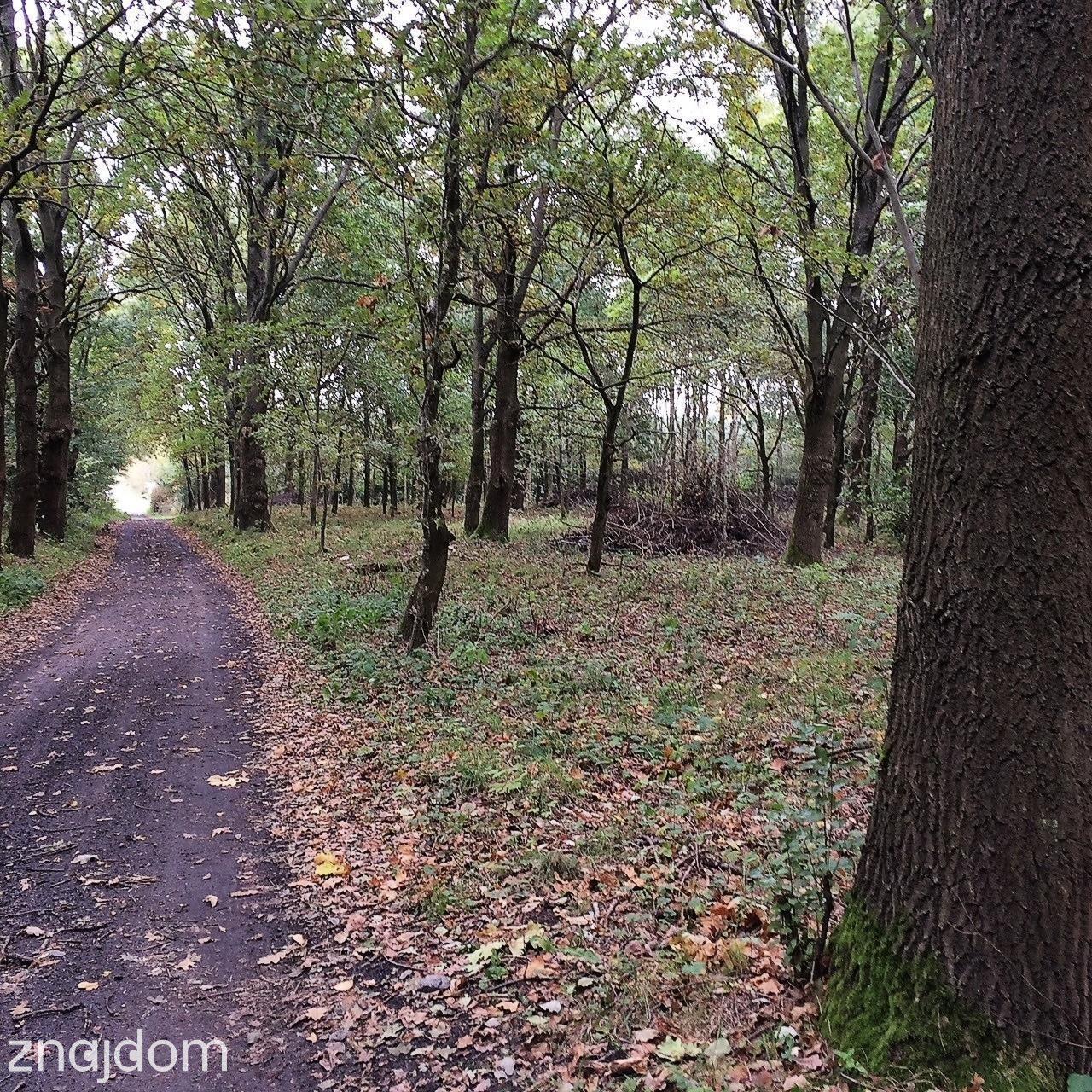 Dygowo teren 10,2 ha ze stawem w lesie - zdjęcie 13