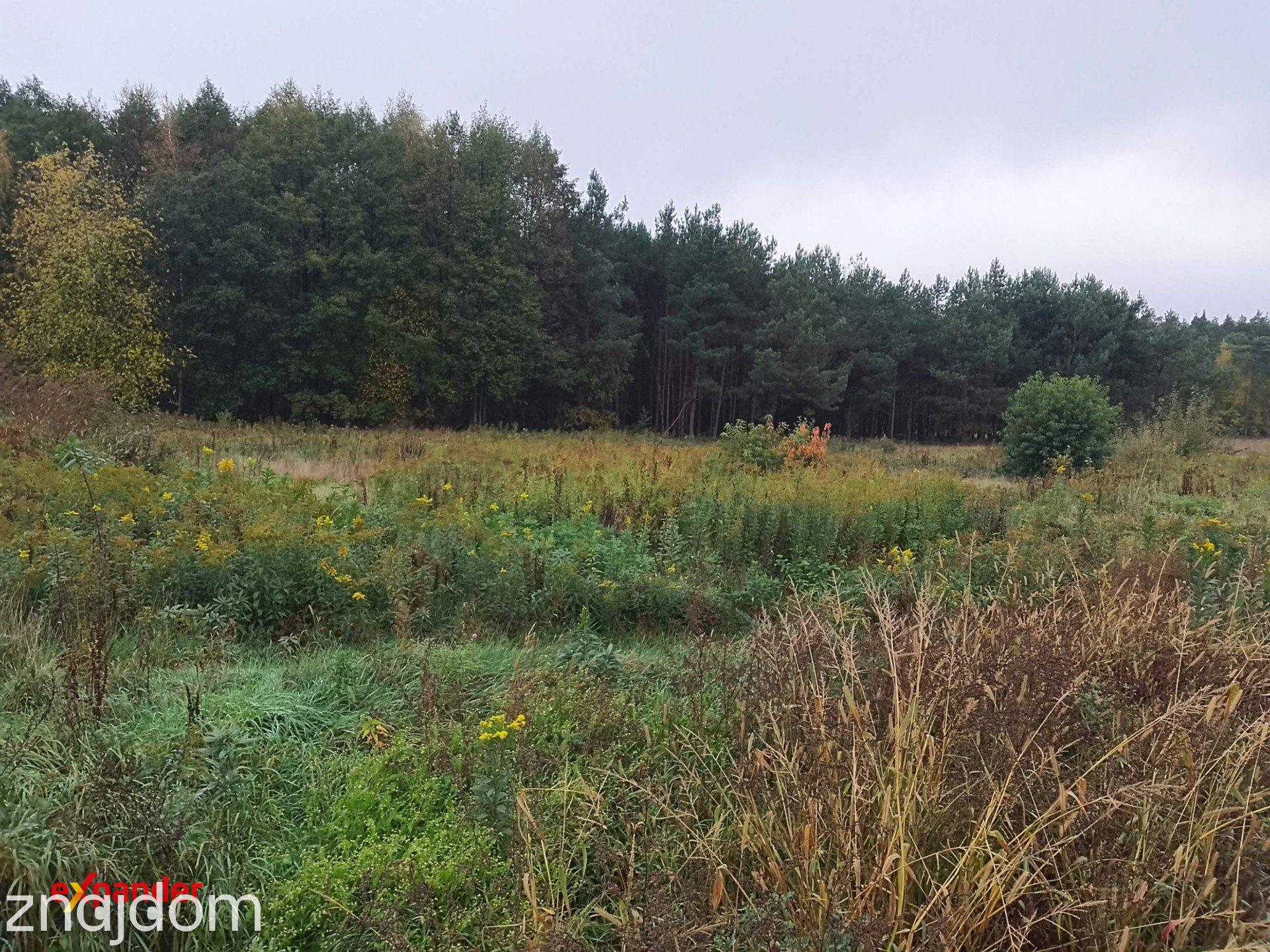 Sąsieczno działka budowlana ze ścianą lasu 1521 m2, spokojna okolica