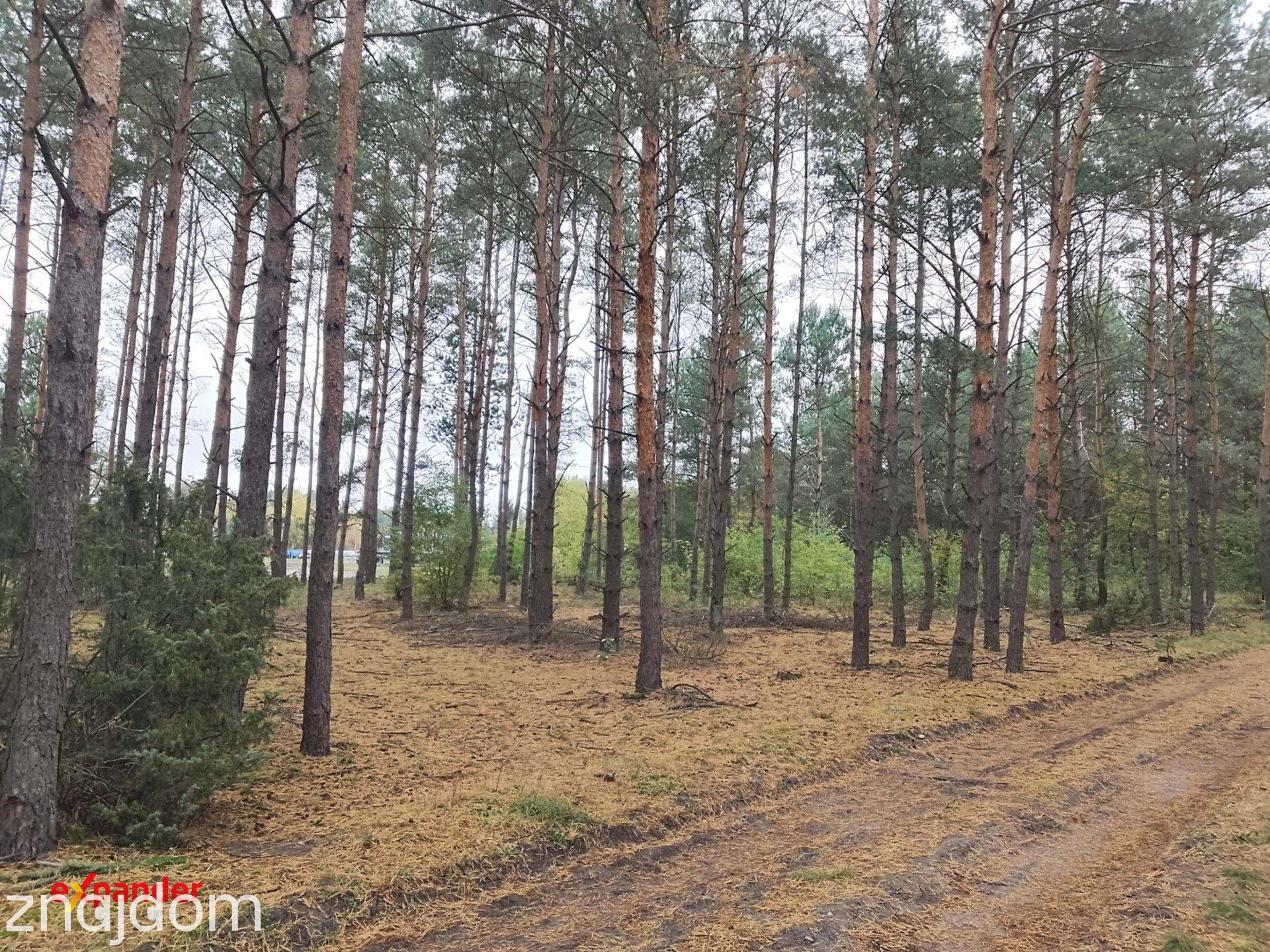 Sąsieczno działka budowlana z WZ 1143 m2 spokojna okolica obok las - zdjęcie 2