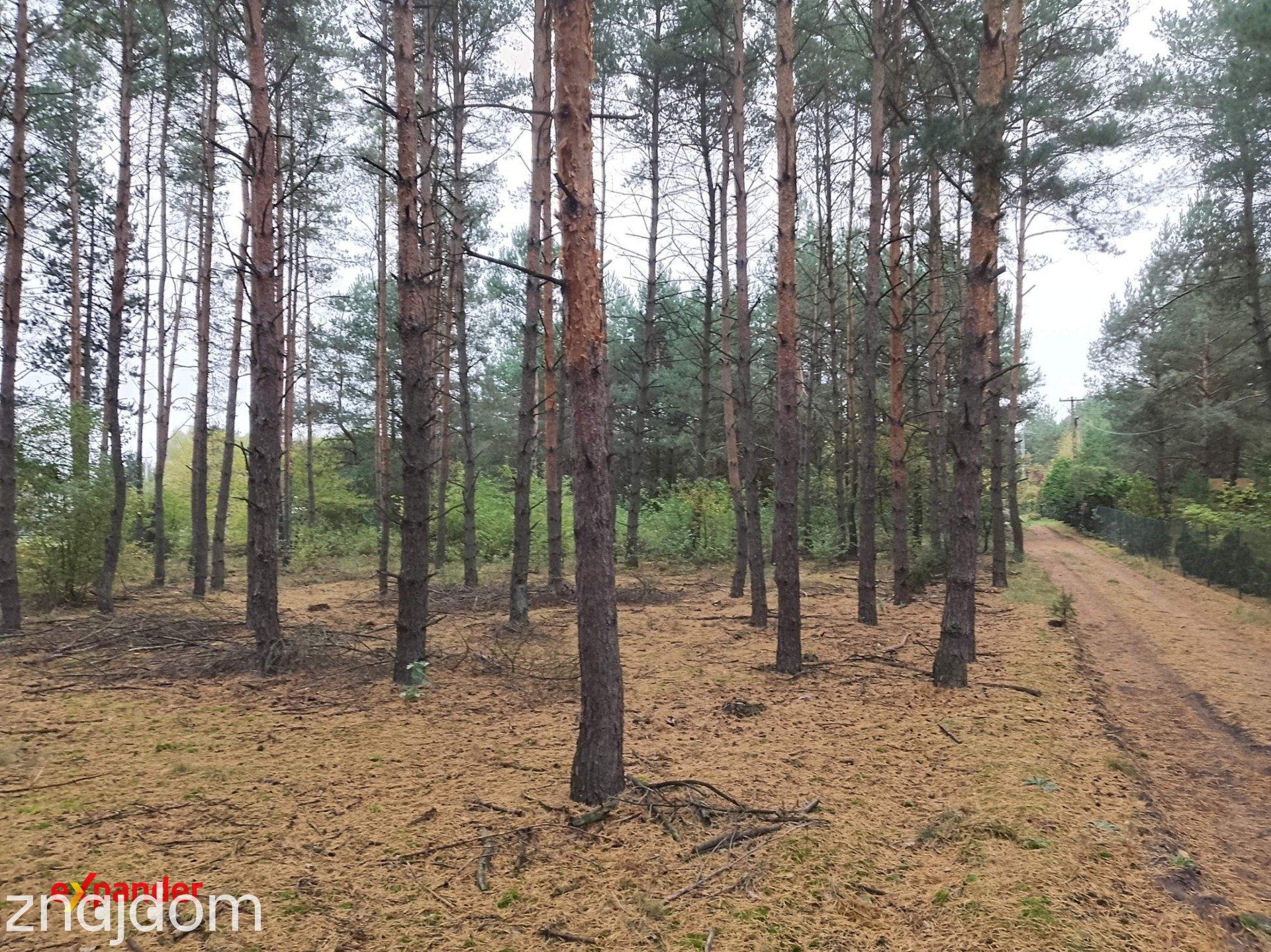 Sąsieczno działka budowlana z WZ 1353m2 ściana lasu - zdjęcie 3