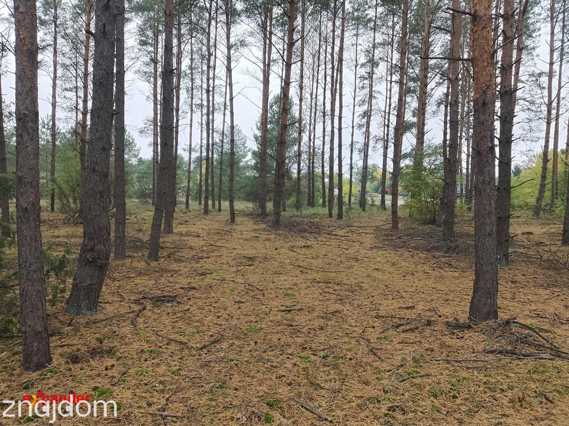 Sąsieczno działka budowlana z WZ 1353m2 ściana lasu - zdjęcie 4