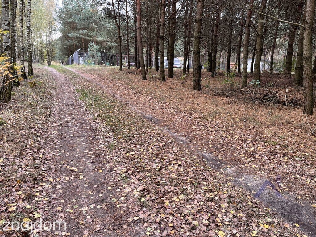 Sosnowo- działka w otulinie drzew - zdjęcie 3