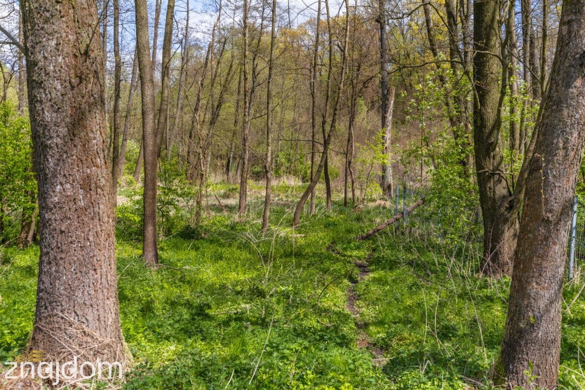 Działka pod lasem - zdjęcie 7