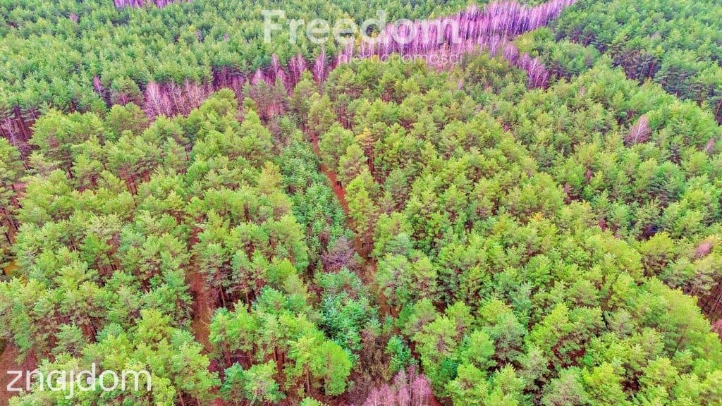 Działki w Kalinowie, Gmina Długosiodło - zdjęcie 15