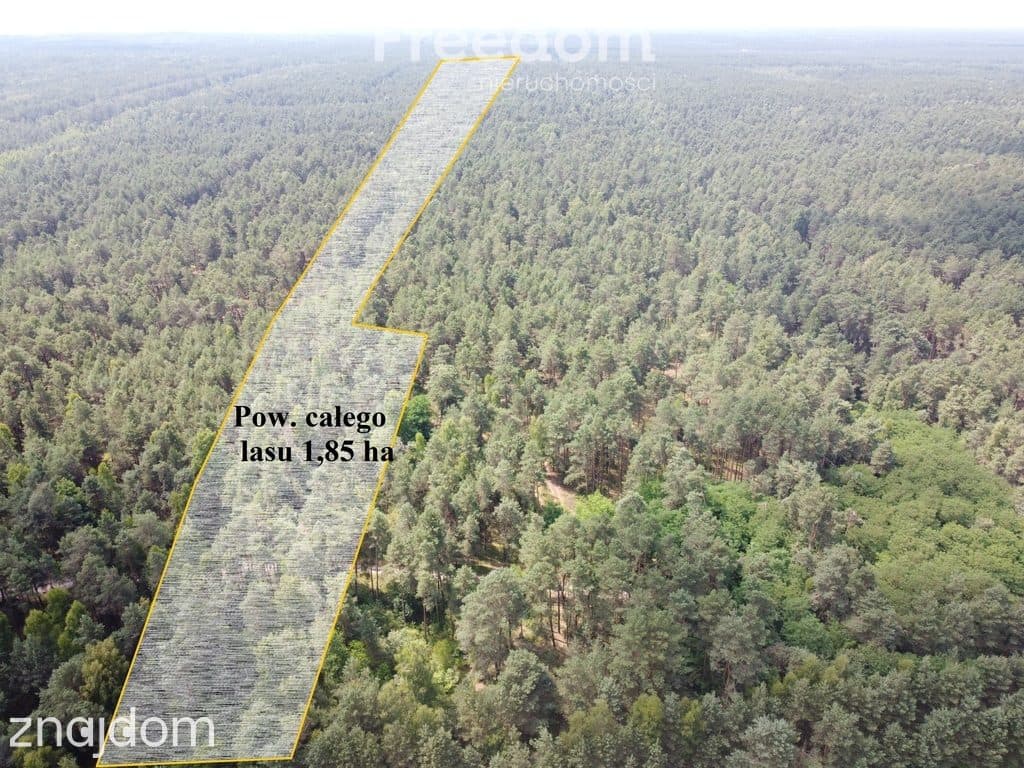 Inwestycja w dojrzały las sosnowy 1,85 ha budulec - zdjęcie 2