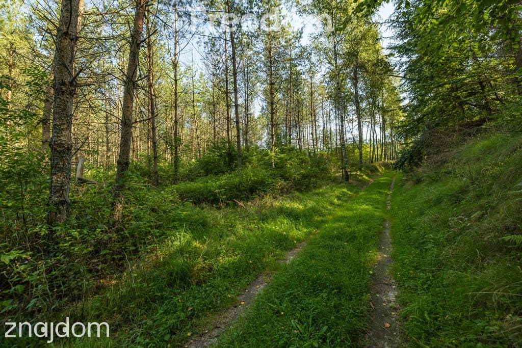 Działka siedliskowa z mpzp - dom, las, cisza - zdjęcie 14