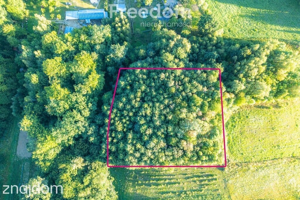 Działka z własnym lasem (43 ar),blisko sanktuarium - zdjęcie 2