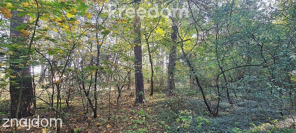 Działki rolne i leśne (bory) na sprzedaż - Rudniki
