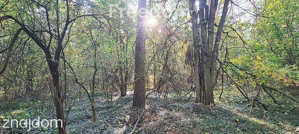 Działki rolne i leśne (bory) na sprzedaż - Rudniki - zdjęcie 2