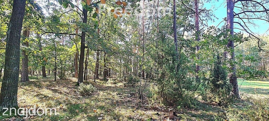 Działki rolne i leśne (bory) na sprzedaż - Rudniki - zdjęcie 6