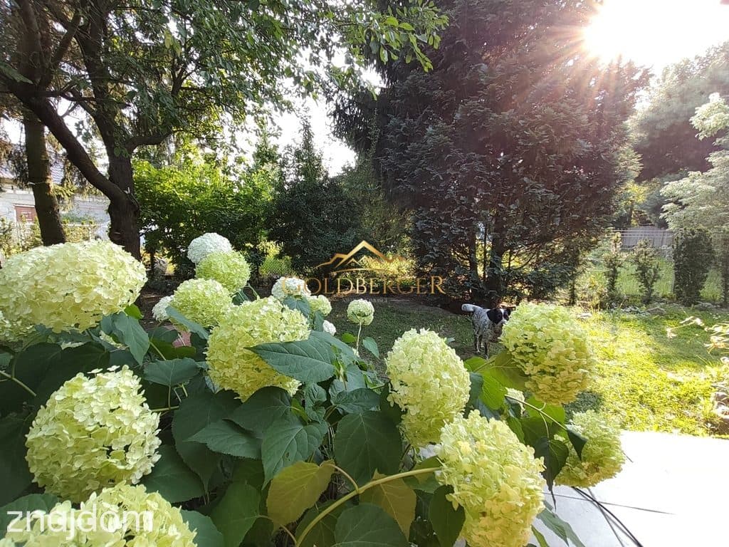 Kameralna dzialeczka Sieroslaw II - zdjęcie 19