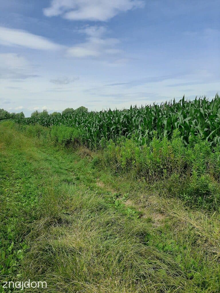 Krzyków, gm. Czernica, rolna - zdjęcie 4