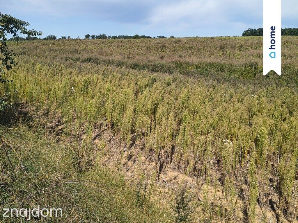 Na sprzedaż 2 działki rolne - 3,9 ha | Kamienica