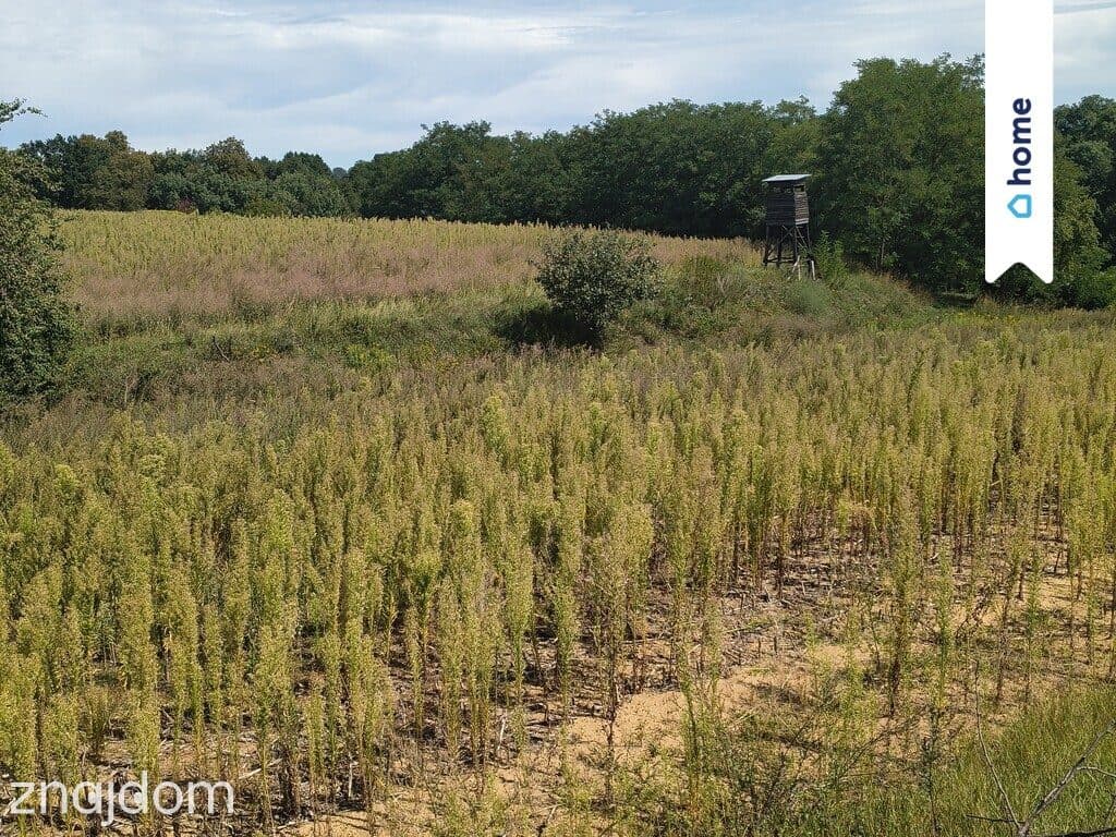 Na sprzedaż 2 działki rolne - 3,9 ha | Kamienica - zdjęcie 2