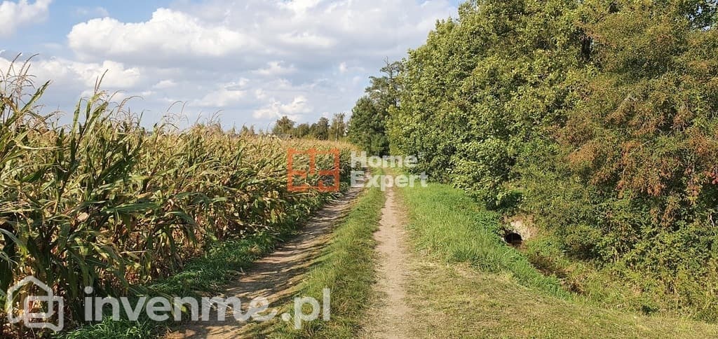 Domy parterowe w zabudowie szeregowej w Rogowie - zdjęcie 5