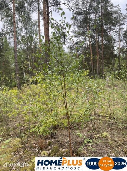 Działka w lesie 2064 m² - letniskowa i całoroczna - zdjęcie 3