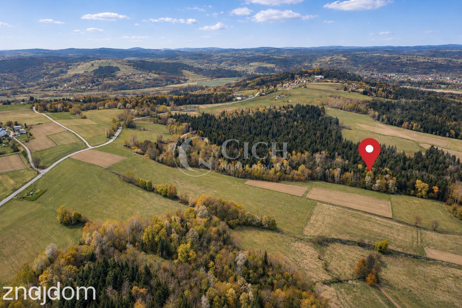 WYJĄTKOWA OFERTA - PRYWATNY LAS 81 ARÓW W OSTRUSZY W MAŁOPOLSCE - zdjęcie 2