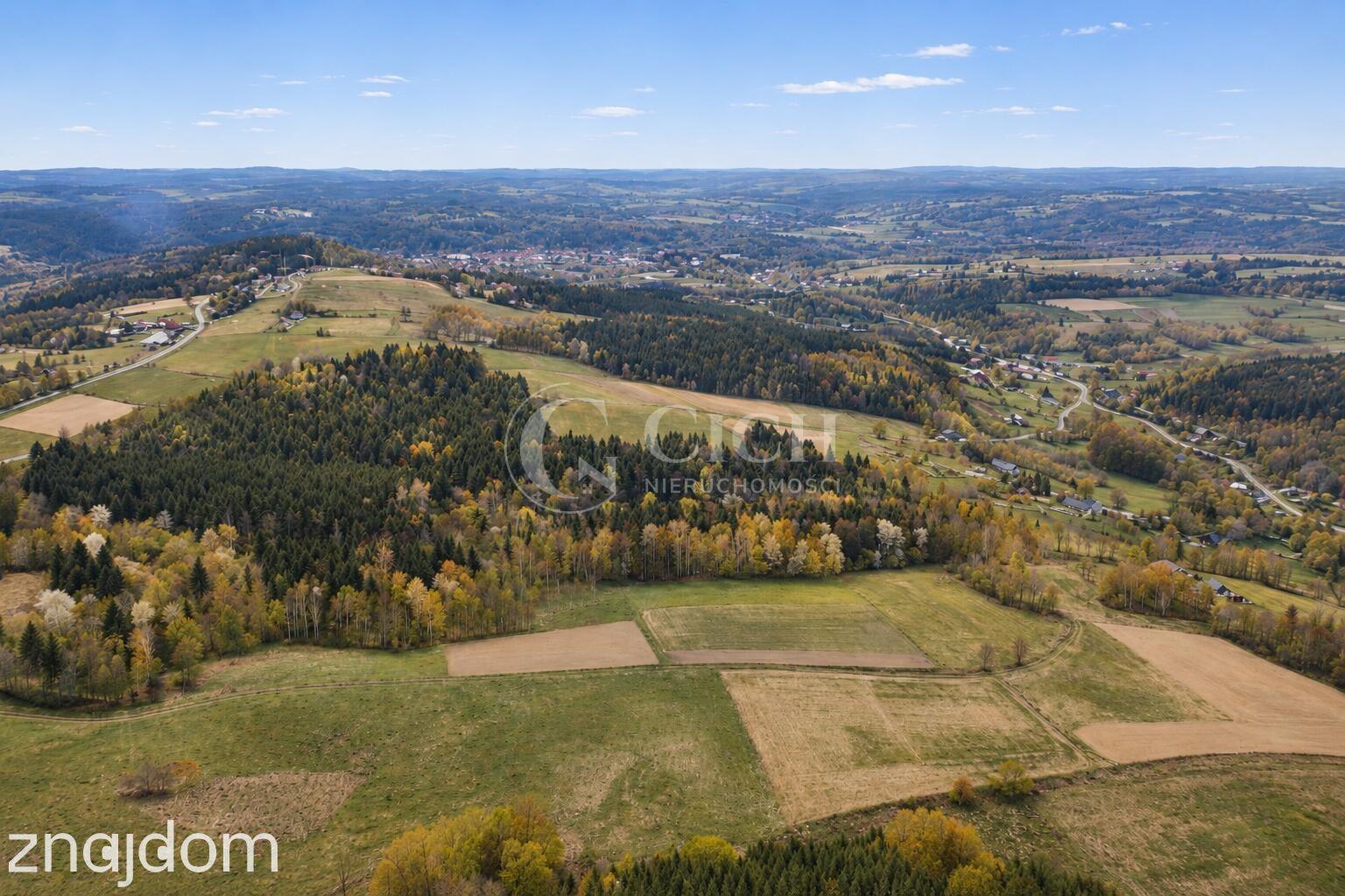 WYJĄTKOWA OFERTA - PRYWATNY LAS 81 ARÓW W OSTRUSZY W MAŁOPOLSCE - zdjęcie 3