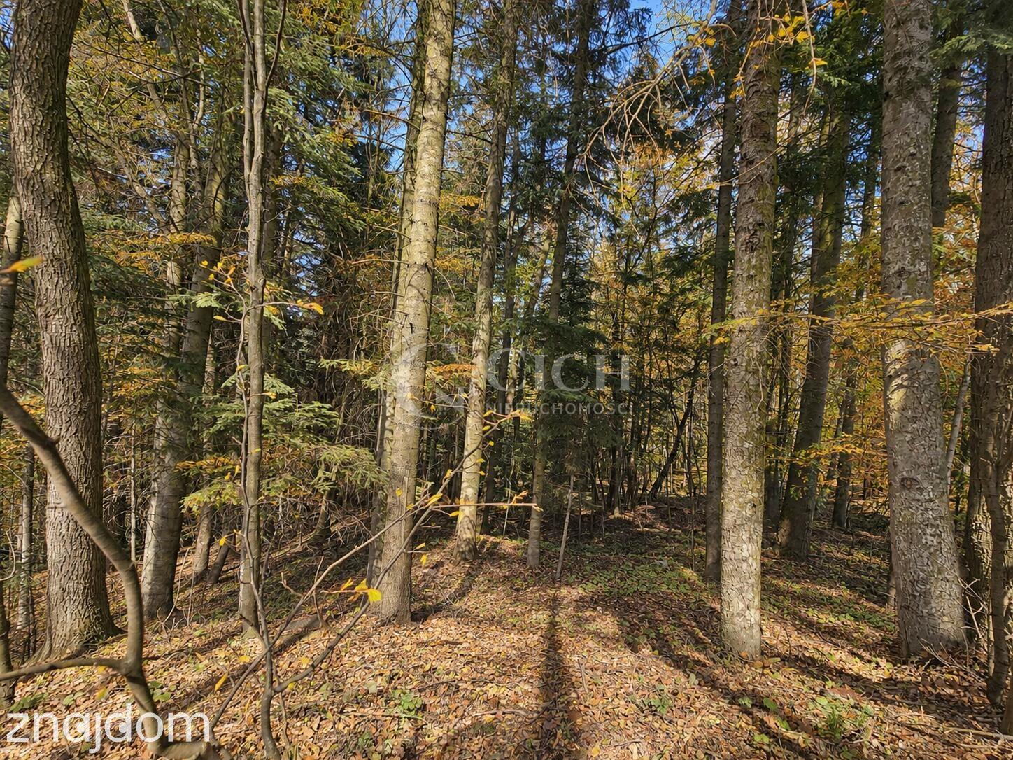 WYJĄTKOWA OFERTA - PRYWATNY LAS 81 ARÓW W OSTRUSZY W MAŁOPOLSCE - zdjęcie 8