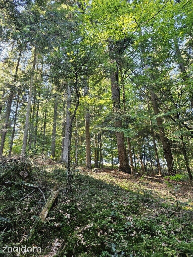 Działka rolno-leśna- Żurowa- Małopolska - zdjęcie 2