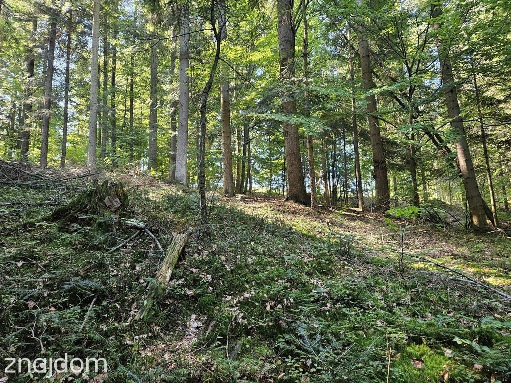 Działka rolno-leśna- Żurowa- Małopolska - zdjęcie 3