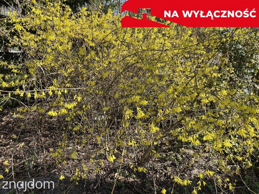 Siedlisko w Kaliszanach Kolonii gm. Józefów - zdjęcie 16