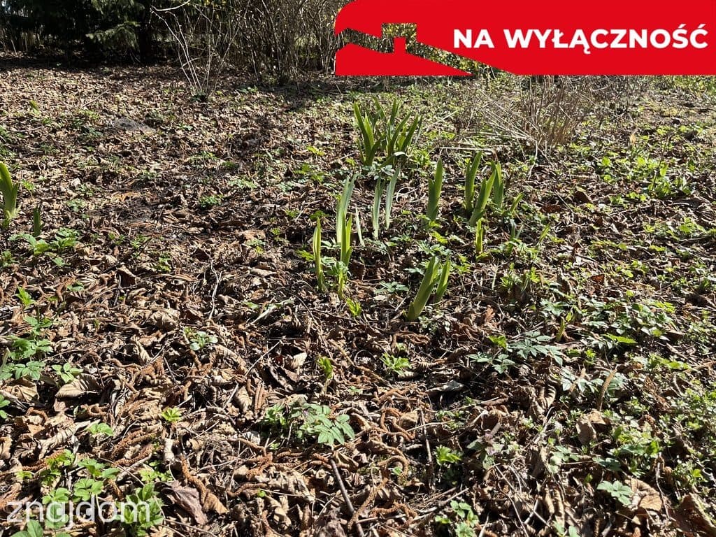 Siedlisko w Kaliszanach Kolonii gm. Józefów - zdjęcie 17