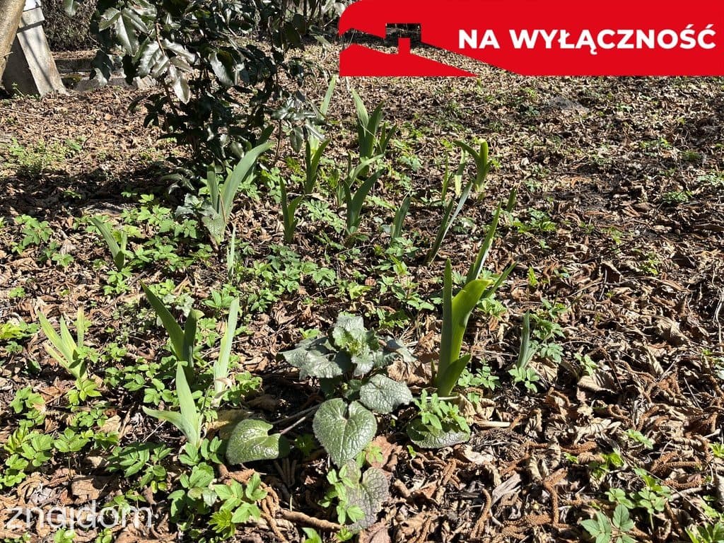 Siedlisko w Kaliszanach Kolonii gm. Józefów - zdjęcie 18