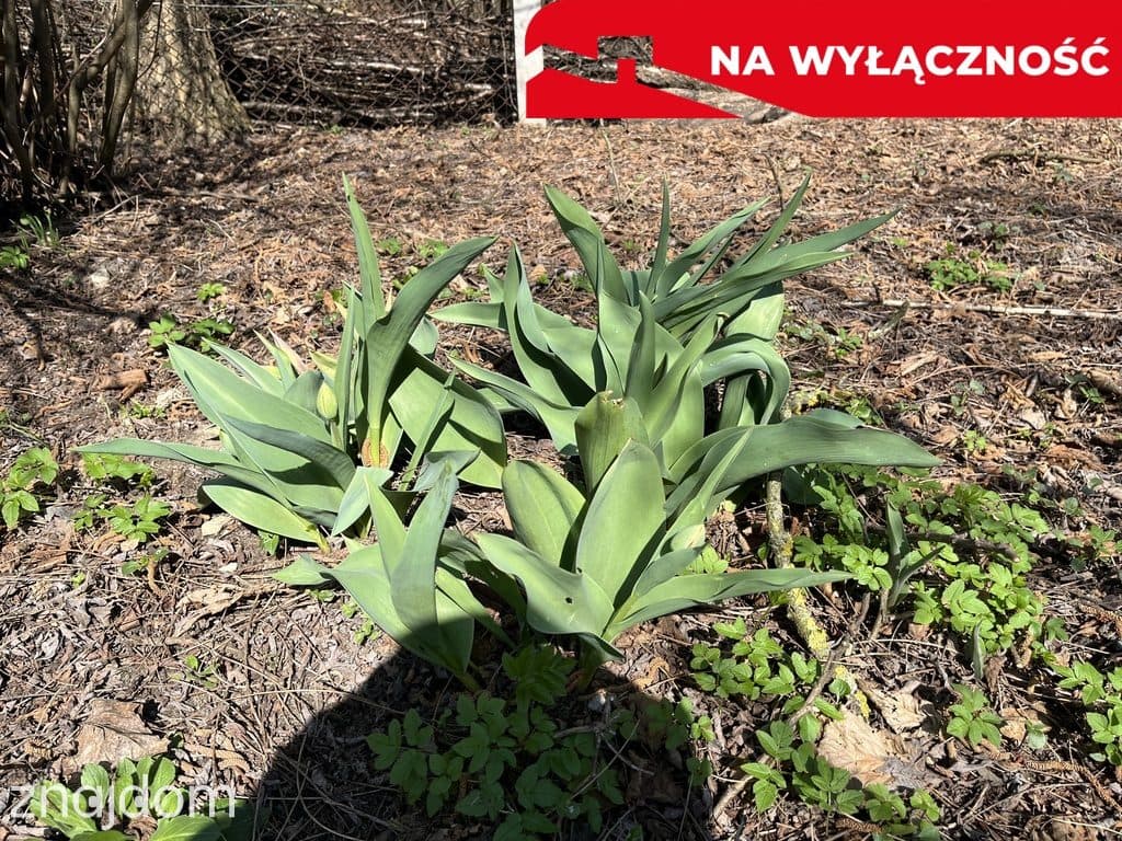 Siedlisko w Kaliszanach Kolonii gm. Józefów - zdjęcie 19
