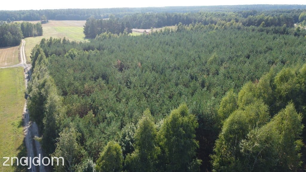 Dom na dużej działce w Świesielicach gm. Ciepielów - zdjęcie 9