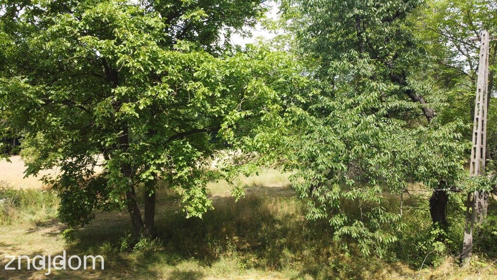 Działka 1,13 ha (starodrzew) 1,5 godz. od Warszawy - zdjęcie 12