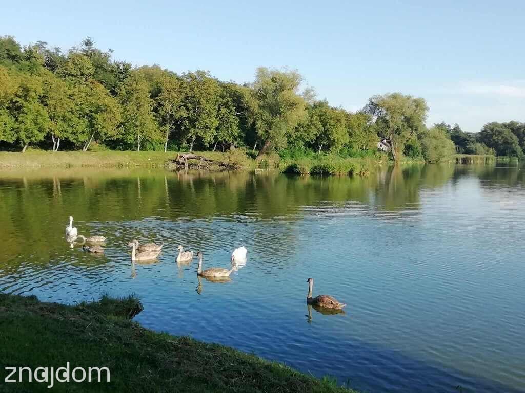 Działka o pow. 4,6 ha w Klementowicach gm. Kurów. - zdjęcie 6