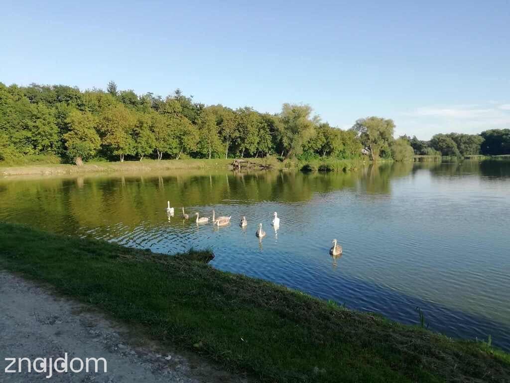 Działka o pow. 4,6 ha w Klementowicach gm. Kurów. - zdjęcie 7