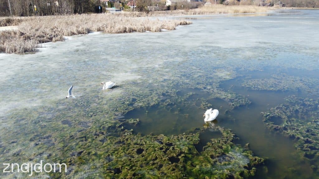 Działka o pow. 4,6 ha w Klementowicach gm. Kurów. - zdjęcie 15