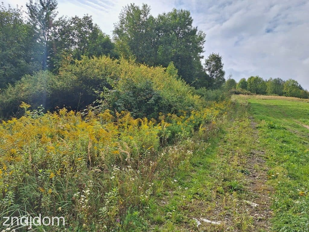 Działka budowlana 2100 m² z potencjałem – Jaszczurowa, gm. Mucharz - zdjęcie 3