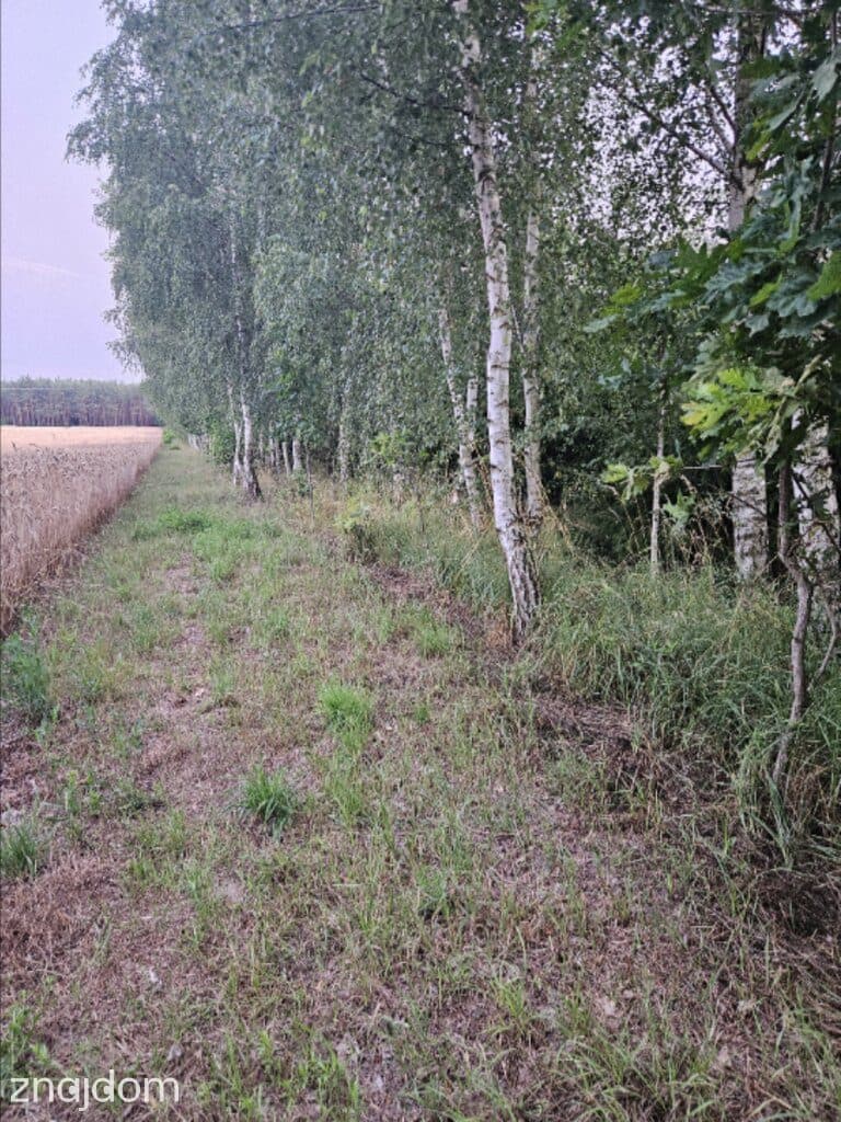 Działka budowlana min 20 arów Dąbrowa gm. Ludwin - zdjęcie 5