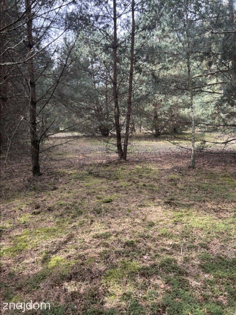 Działki w Borui Kościelnej o powierzchni 0,9352 ha - zdjęcie 4