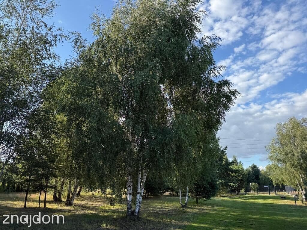 Działka 3117 m² z domkiem holenderskim i WZ – Nekielka - zdjęcie 6